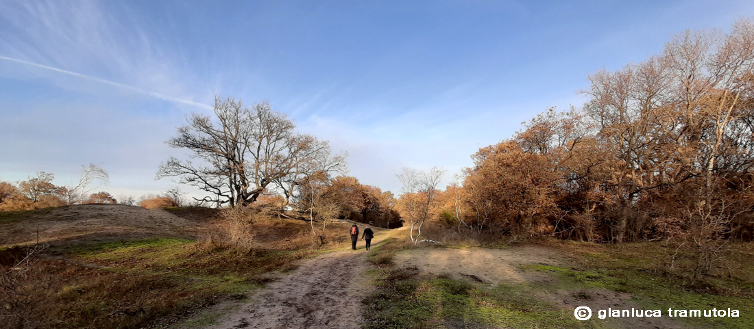 dutch landscape paesaggio olandese