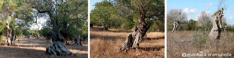 livi xylella fastidiosa paesaggio