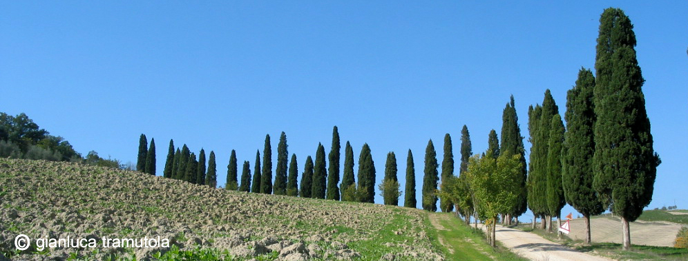 cipressi paesaggio culturale toscana