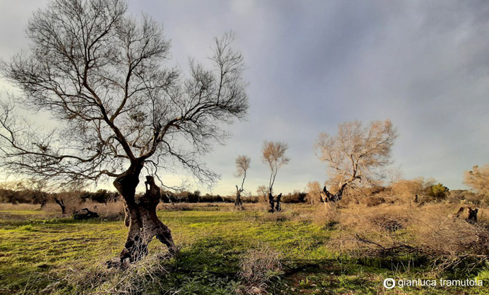 Xylella fastidiosa apulia olive trees