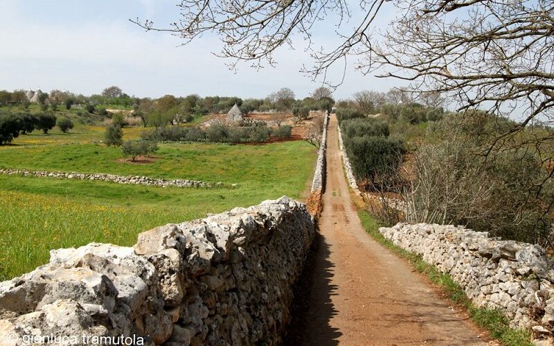 paesaggio puglia xylella fastidiosa